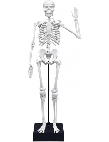 Esqueleto 45 cm Buki