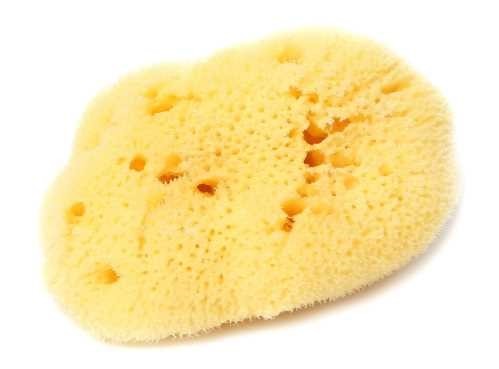 Esponja Bellini S7 + Caja