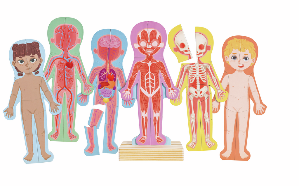 Rompecabezas Magnético del Cuerpo Humano de Hape